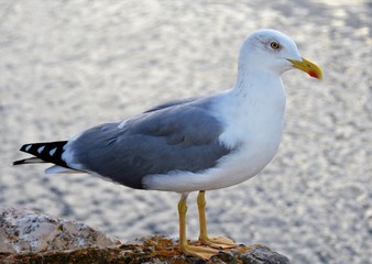 a seagull sitting on a stone