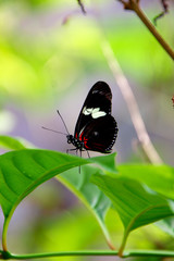 Obraz na płótnie Canvas Closeup beautiful butterfly in the garden.