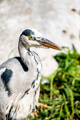 Graureiher in der Sonne vor einem Weiher