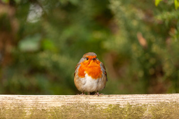 Robin Redbreast  (Erithacus rubecula)