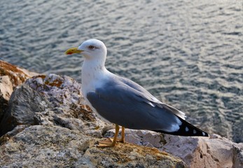 a seagull sitting on a stone