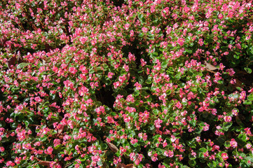 Pink begonia flowers in the summer garden.