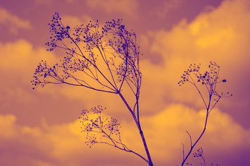 Old dry wild flowers in orange cloudy sky background.