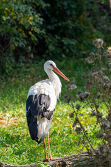 Schöner sich sonnender Weißstorch auf Wiese