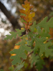 Valley oak leaf autumn/fall detail 