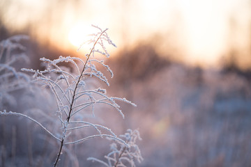 Wildflowers covered with snow, frost and ice. Winter landscape in the setting sun