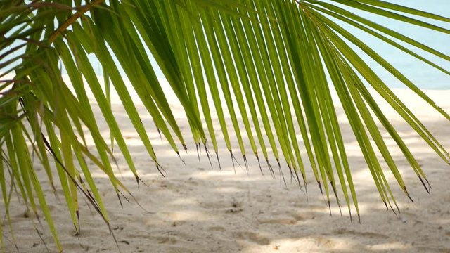 Tropical sandy beach of paradise island. Green palm leaf overlooking sea. Soft focus blurred natural abstract background with copy space and bokeh. Travel, tourism and summer vacation concept