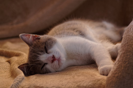 British shorthair cat sleeping on brown blanket