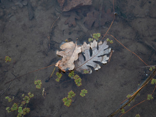 Valley oak leaves in pond