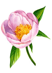 peony flower, on isolated white background, watercolor illustration, botanical painting
