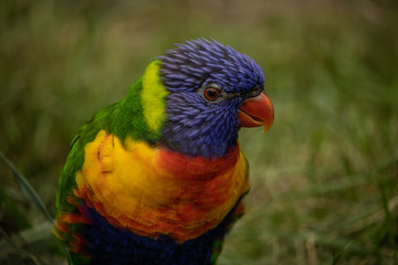 Lori bird with bokeh background