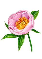 peony flower, on isolated white background, watercolor illustration, botanical painting