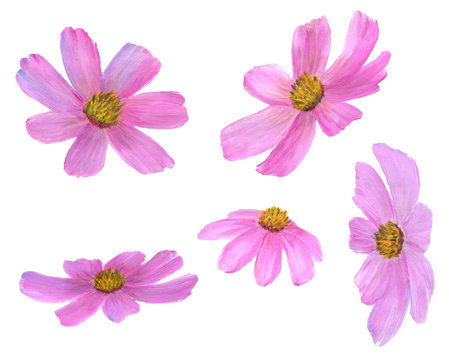 Set of summer pink flowers Cósmos isolated on white background. Hand-drawn acrylic paints.