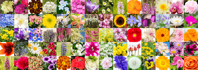 Fototapeta na wymiar Collage mosaic of summer flowers blossoms in Europe. Lot of different color shape size flower blossoms in square pattern. Background concept.
