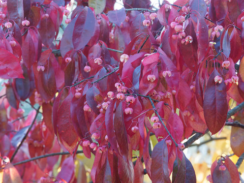 Arille Bilder Durchsuchen 171 Archivfotos, und Videos