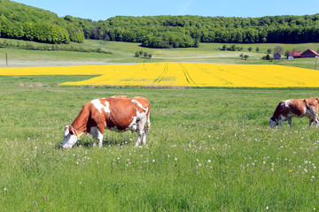 Cattle, Pasture, Mountain pasture, Rhoen Biosphere Reserve, Germany, Europe