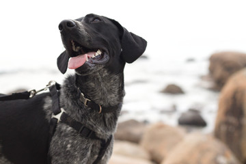 dog on the beach