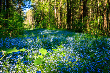 Forest ravine full of blue wildflowers, Ontario, Canada