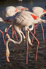 pink flamingo in a lake