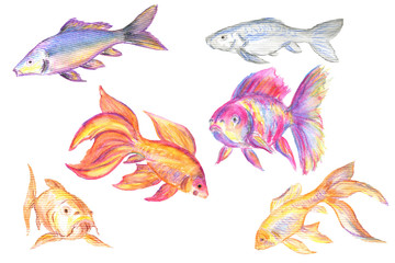 Watercolor set of aquarium fishes. Colorful elements, hand painted illustration isolated on a white background.