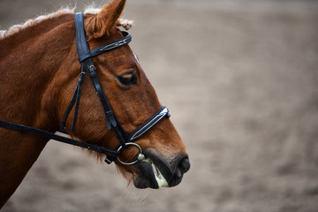 Brown horse in nature. Portrait of a brown horse.
