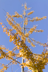 autumn leaves against blue sky