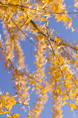 autumn leaves against blue sky