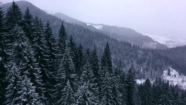 Aerial drone flight over carpathian mountains at snowfall, ukraine, 4k. snow is falling and cover tops of green christmas trees. Gray sky and cold weather make dark and misty mood