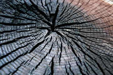 Black cut of a tree. In the cracks. Burnt wood stump texture