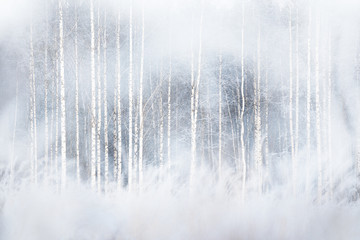 Winter forest with snowy birch trees