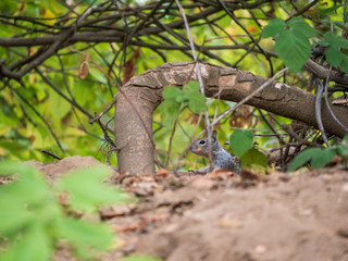 Ground squirrel peeking through woodland 