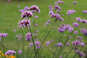 field of pink flowers