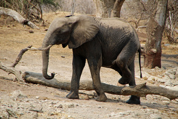Fototapeta premium Elephant in Chobe National Park in Botswana