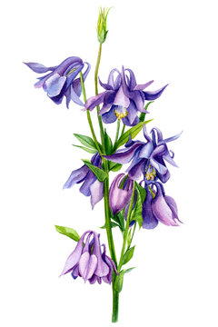 bouquet of Aquilegia purple flowers, on isolated white background, watercolor illustration, botanical painting