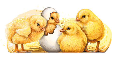 Little yellow chickens. Wall sticker. Hand-drawn, artistic, color image of chickens in watercolor style on a white background.