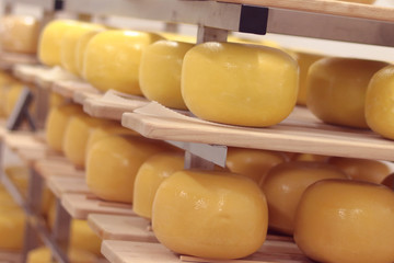 yellow loaves of hard cheese stored in a cold dairy cellar