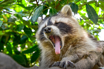 Un beau raton laveur baille sur une branche d'arbre 