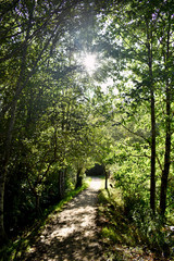 Souto da Retorta, also known as the Chavin eucalyptus, in Vivero, Galicia. Spain. Europe.