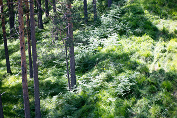 Fototapeta na wymiar summer in mountain forest landscape