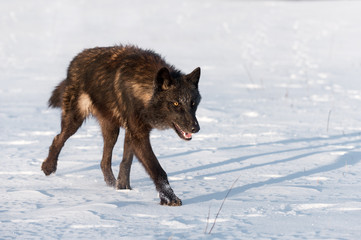 Black Phase Grey Wolf (Canis lupus) Runs to Right in Field Winter