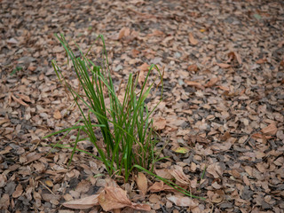 Lone clump of grass