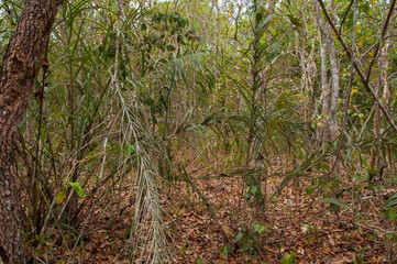 thick vegetation in brazilian cerrado