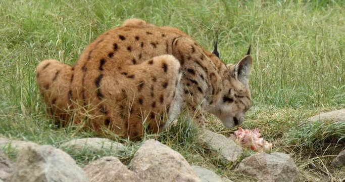 A lynx eats raw meat in the nature.