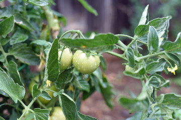 Green Tomatoes in the Garden in the Rain