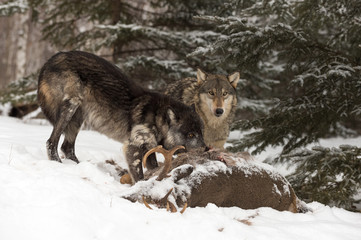 Obraz premium Black Phase and Grey Wolf (Canis lupus) Look Up Over Deer Carcass Winter