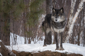 Fototapeta premium Black Phase Grey Wolf (Canis lupus) Stands Staring Out From Snow Covered Rock Winter