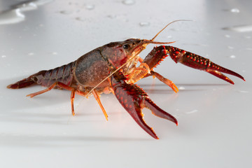 Red swamp crawfish