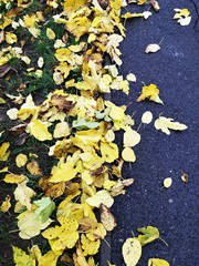 Autumn leaves on the ground