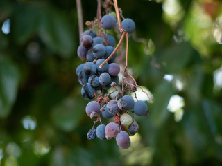 Wild grapes close up