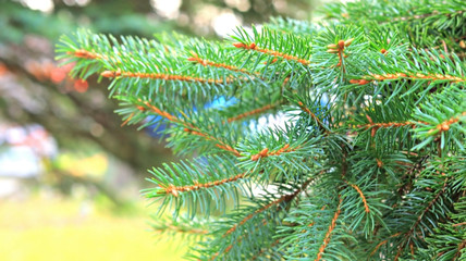 Closeup Christmas tree background.Holiday approaching.